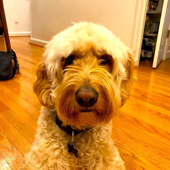 Meet your Posher, Jennifer - Picture 4 of 5